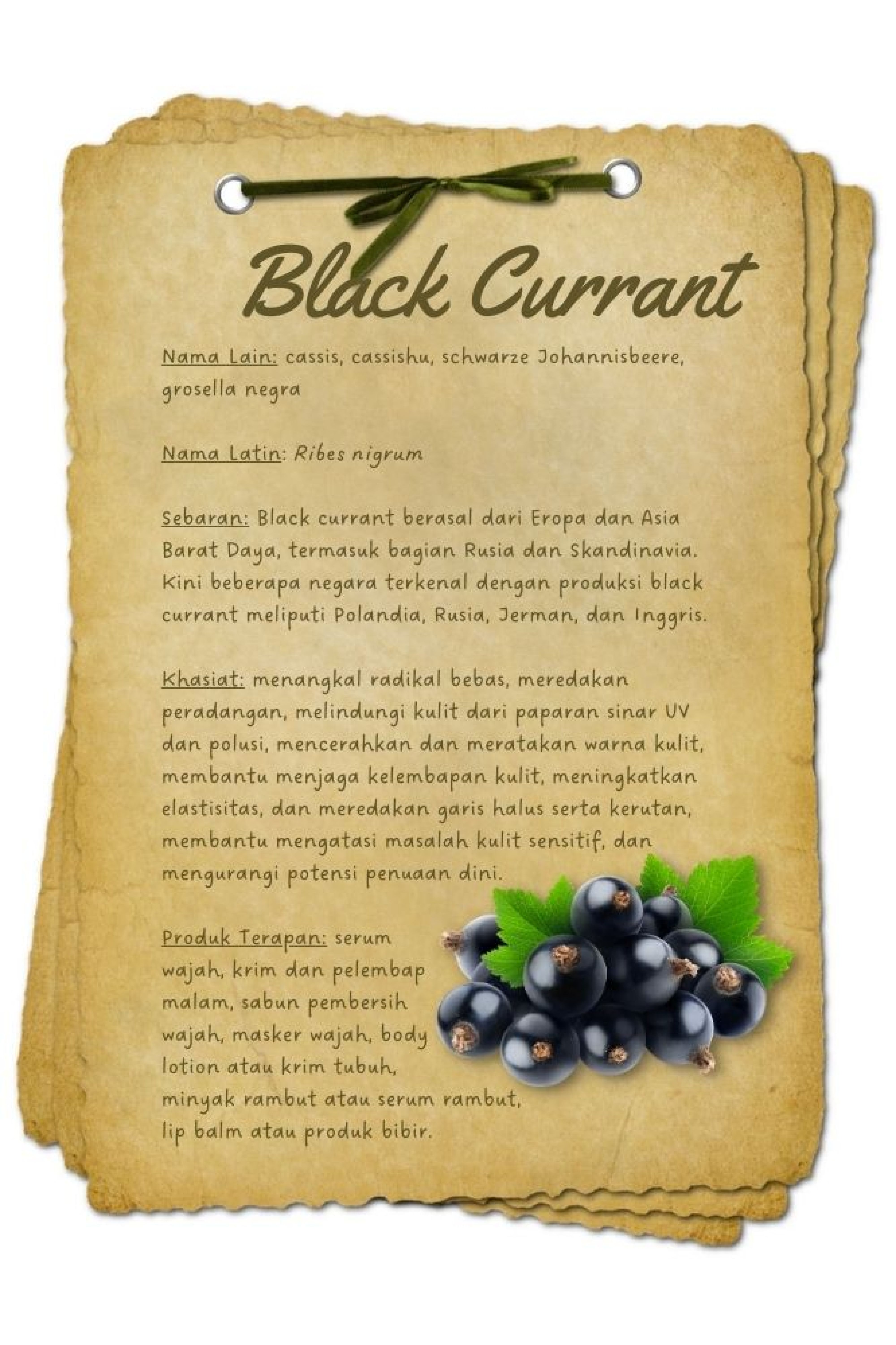 BAHAN AKTIF black currant - Beautyversity.jpg